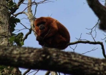 Vereadora propõe passagens ecológicas para proteger animais silvestres em Campo Bom 5 Vereadora propõe passagens ecológicas para proteger animais silvestres em Campo Bom