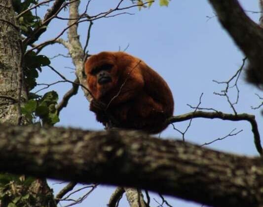 Vereadora propõe passagens ecológicas para proteger animais silvestres em Campo Bom