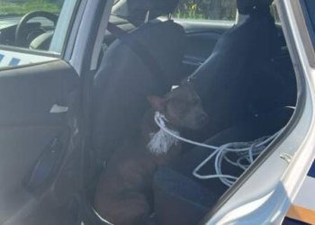 Operação conjunta captura pitbull solto em Campo Bom