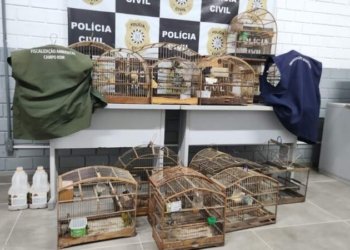 Polícia Civil apreende aves silvestres mantidas em cativeiro ilegal em Campo Bom 2 Polícia Civil apreende aves silvestres mantidas em cativeiro ilegal em Campo Bom