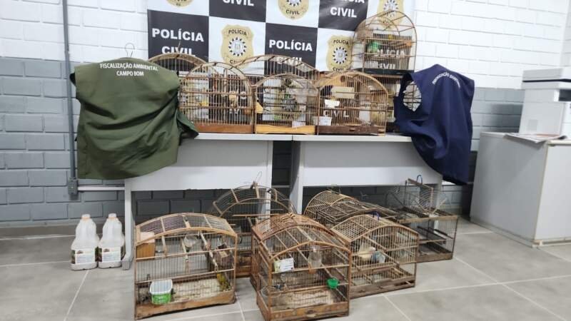 Polícia Civil apreende aves silvestres mantidas em cativeiro ilegal em Campo Bom