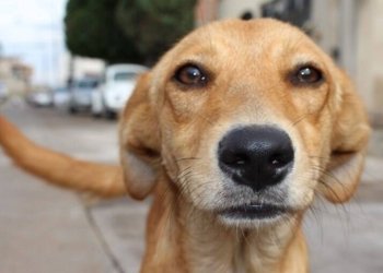 Campo Bom garantirá R$ 240 mil para ações voltadas à causa animal