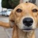 Campo Bom garantirá R$ 240 mil para ações voltadas à causa animal 6 Campo Bom garantirá R$ 240 mil para ações voltadas à causa animal