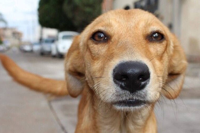 Campo Bom garantirá R$ 240 mil para ações voltadas à causa animal 1 Campo Bom garantirá R$ 240 mil para ações voltadas à causa animal