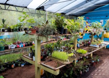 Projeto Floração incentiva compostagem e troca sustentável