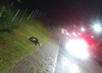 Motociclista atropela cachorro na Avenida Brasil e pede ajuda para identificar o tutor do animal 2 Motociclista atropela cachorro na Avenida Brasil e pede ajuda para identificar o tutor do animal