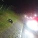 Motociclista atropela cachorro na Avenida Brasil e pede ajuda para identificar o tutor do animal 6 Motociclista atropela cachorro na Avenida Brasil e pede ajuda para identificar o tutor do animal
