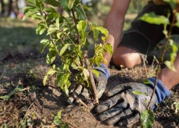 Famílias de recém-nascidos recebem vale-muda para estimular preservação ambiental em Campo Bom