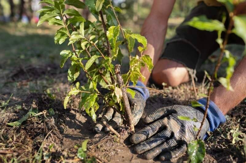Famílias de recém-nascidos recebem vale-muda para estimular preservação ambiental em Campo Bom