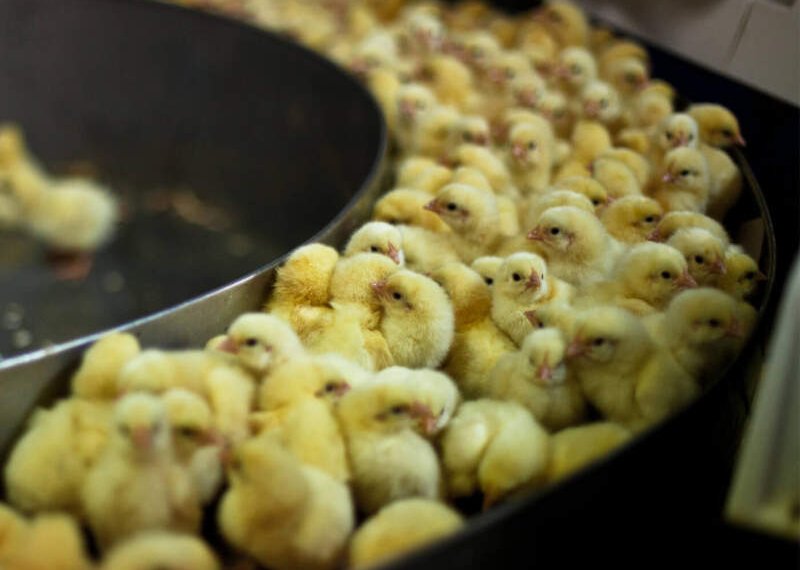 Câmara de Campo Bom apoia projeto que proíbe descarte cruel de pintinhos machos 1 Câmara de Campo Bom apoia projeto que proíbe descarte cruel de pintinhos machos