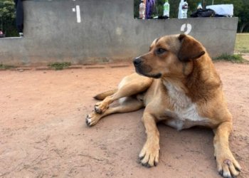 Caramelo da Pista: a história do cão que transformou abandono em pertencimento em Campo Bom