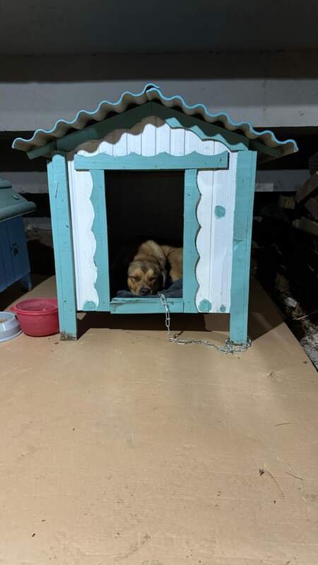 Caramelo da Pista no abrigo improvisado da ONG Campo Bom pra Cachorro no Ginásio Municipal, em 2 de maio de 2024