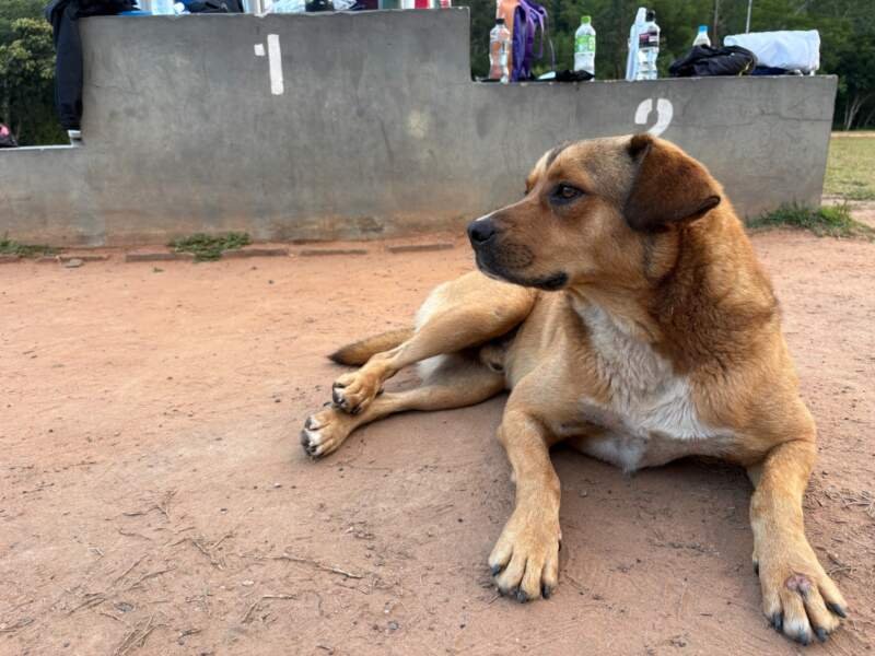 Caramelo da Pista: a história do cão que transformou abandono em pertencimento em Campo Bom 3 Caramelo