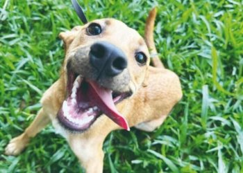 Campo Bom reforça alerta contra maus-tratos e abandono de animais durante o Dezembro Verde