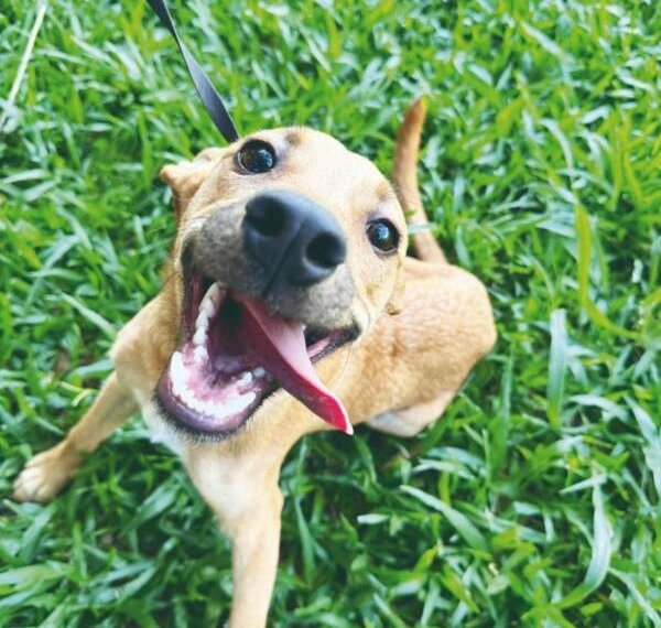 Campo Bom reforça alerta contra maus-tratos e abandono de animais durante o Dezembro Verde