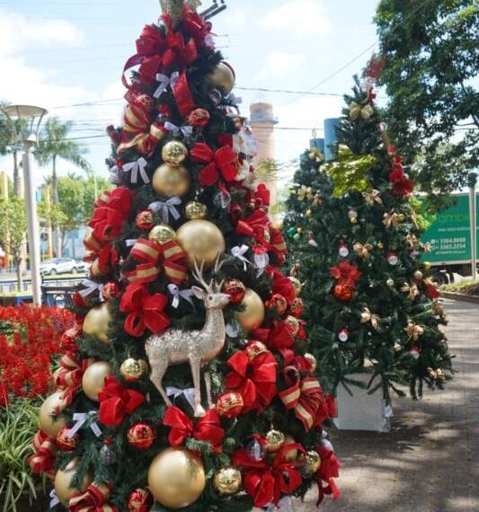 Praça João Blos recebe dezenas de árvores de Natal em parceria entre Prefeitura, Eintracht e CDL Jovem 1 Praça João Blos recebe dezenas de árvores de Natal em parceria entre Prefeitura, Eintracht e CDL Jovem