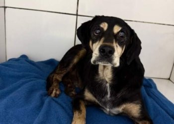 Ministério Público apura caso de cão comunitário atingido por disparos de um policial