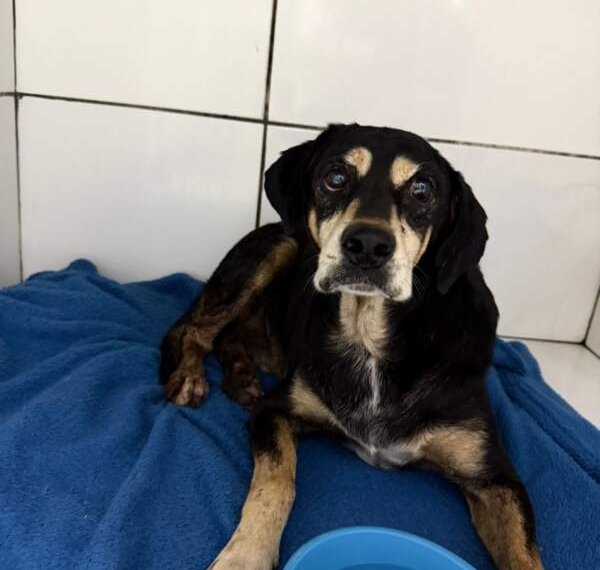 Ministério Público apura caso de cão comunitário atingido por disparos de um policial