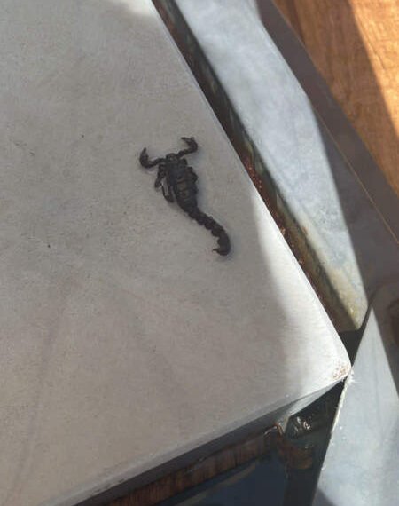 Aparição de escorpiões gera alerta e orientações à população em Campo Bom