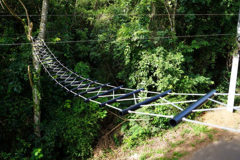 Passarelas aéreas buscam reduzir mortes de bugios por eletrocussão