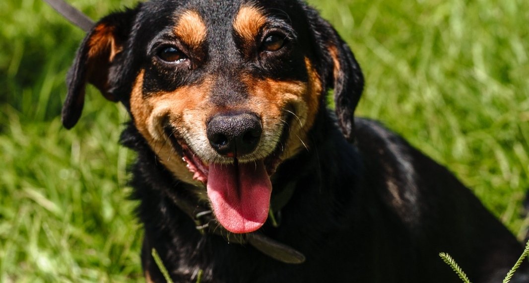 Mais de 600 animais serão castrados através de recurso da Consulta Popular em Campo Bom