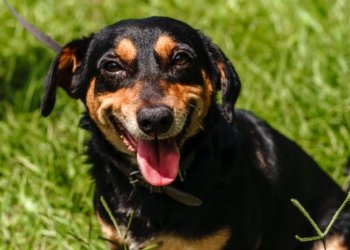 Mais de 600 animais serão castrados através de recurso da Consulta Popular em Campo Bom