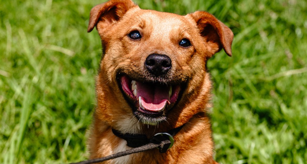 Rua Coberta recebe feira de adoção neste domingo, abrindo a Semana da Causa Animal
