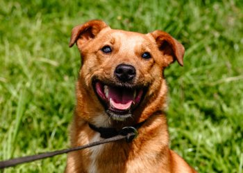 Rua Coberta recebe feira de adoção neste domingo, abrindo a Semana da Causa Animal