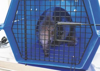 Tamanduá-mirim é resgatado após choque elétrico