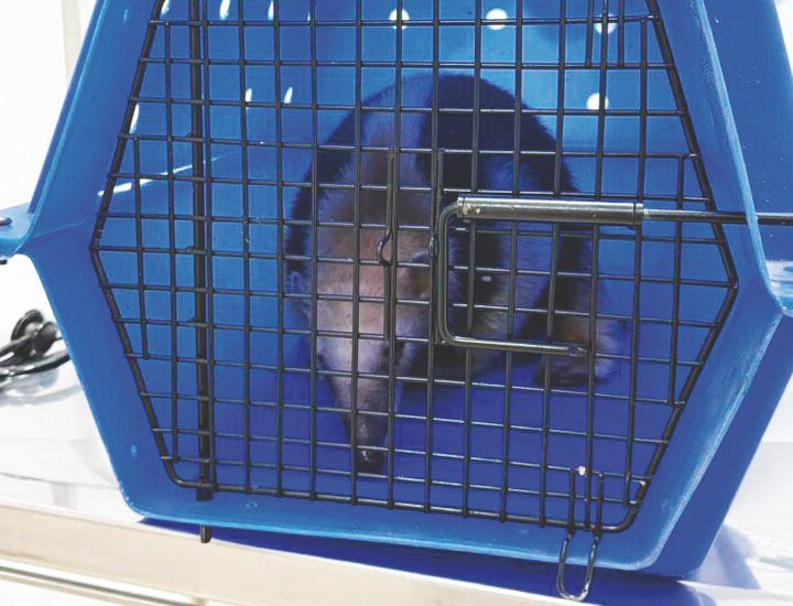 Tamanduá-mirim é resgatado após choque elétrico