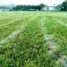 Campo Bom registra primeira geada de 2026