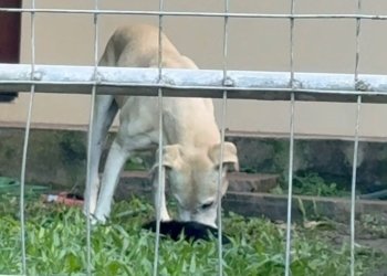 Denúncia de pedido de eutanásia levou ao resgate de sete animais em situação de maus-tratos no Firenze