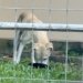 Denúncia de pedido de eutanásia levou ao resgate de sete animais em situação de maus-tratos no Firenze
