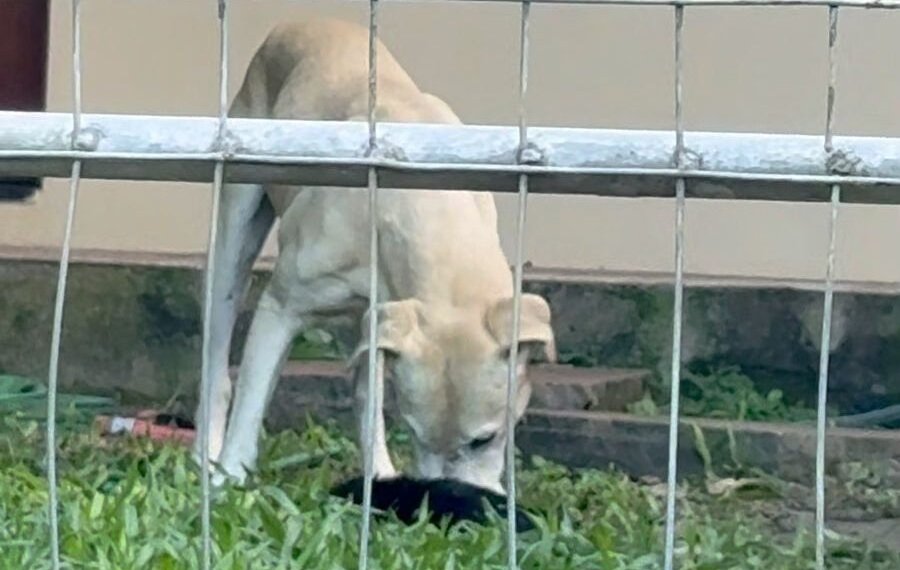 Denúncia de pedido de eutanásia levou ao resgate de sete animais em situação de maus-tratos no Firenze