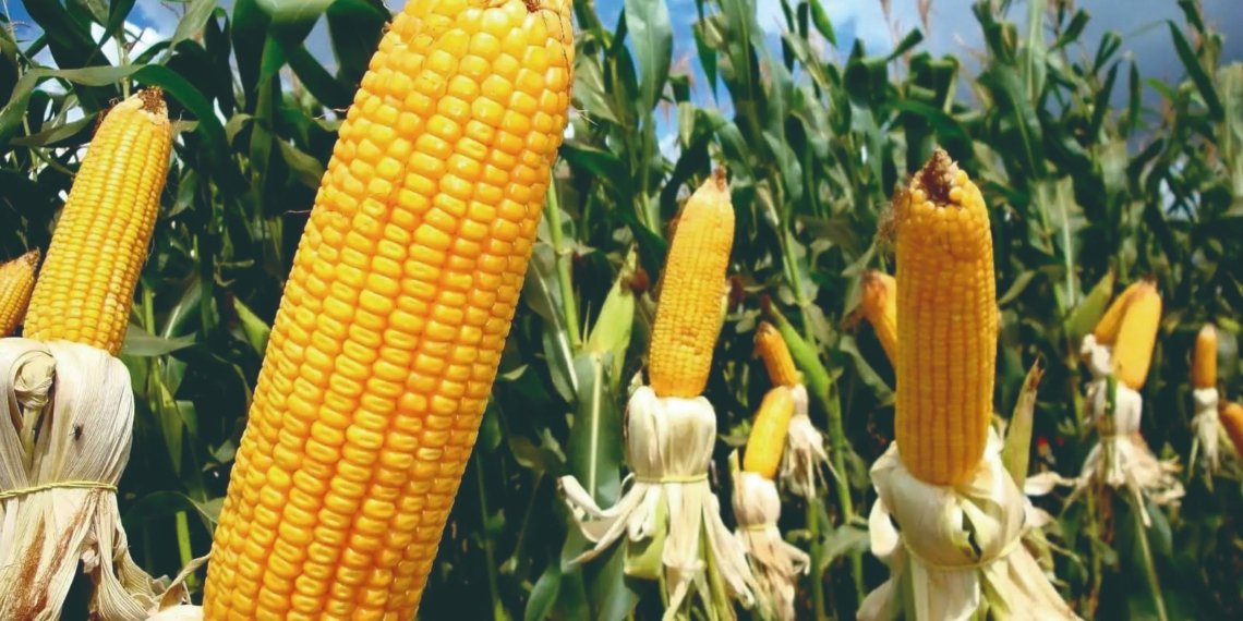 Produtores rurais de Campo Bom já podem se inscrever para o Programa Milho 100%