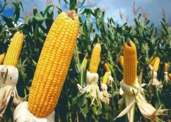 Produtores rurais de Campo Bom já podem se inscrever para o Programa Milho 100%