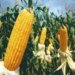 Produtores rurais de Campo Bom já podem se inscrever para o Programa Milho 100%