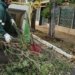 Quatro Colônias e Vila Brito recebem coleta de podas até o dia 10 de julho