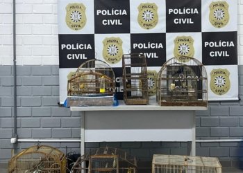 Polícia Civil apreende sete aves silvestres mantidas em cativeiro ilegal em Campo Bom