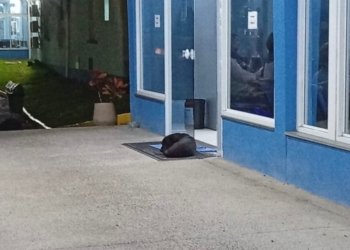Cão espera por tutor em frente ao hospital Lauro Reus e comove moradores