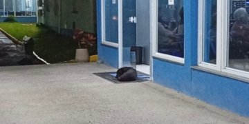 Cão espera por tutor em frente ao hospital Lauro Reus e comove moradores