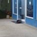 Cão espera por tutor em frente ao hospital Lauro Reus e comove moradores