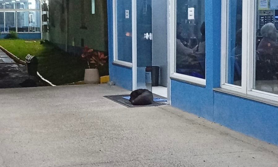 Cão espera por tutor em frente ao hospital Lauro Reus e comove moradores