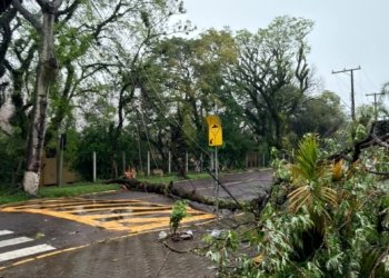 Temporal derruba árvores e causa danos no município