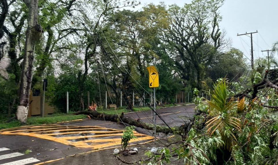 Temporal derruba árvores e causa danos no município