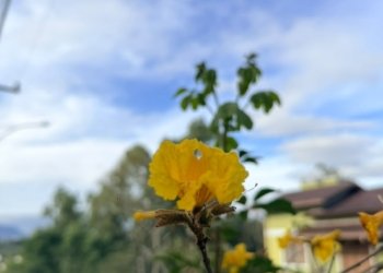 Primavera chega a Campo Bom com chuva e mudanças de temperatura no radar