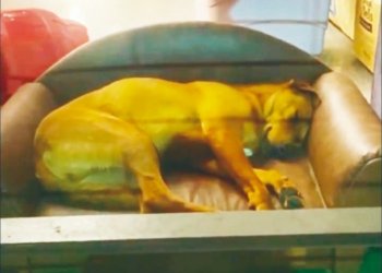 Cão comunitário é flagrado dormindo em vitrine de loja e viraliza nas redes sociais