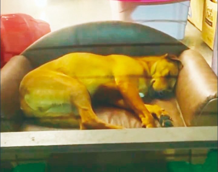 Cão comunitário é flagrado dormindo em vitrine de loja e viraliza nas redes sociais