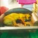 Cão comunitário é flagrado dormindo em vitrine de loja e viraliza nas redes sociais